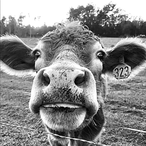 Meet your Posher, Denise - Picture 2 of 5